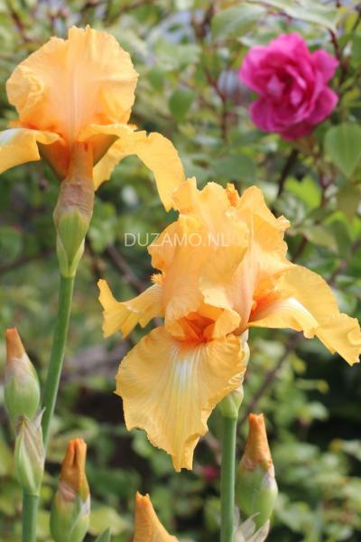 Iris Oranje 1